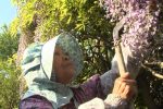 grandma2
