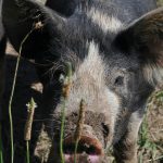pigs-nema